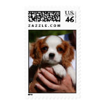 Cavalier King Charles Spaniel Postage Stamp