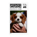 Cavalier King Charles Spaniel postage by mariabellimages Cavalier King Charles Spaniel postage