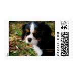 Cavalier King Charles Spaniel Postage Stamps