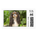 Cavalier King Charles Spaniel Stamp