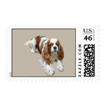 Cavalier King Charles Spaniel Postage Stamp