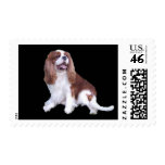 Cavalier King Charles Spaniel Postage Stamp