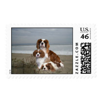 Cavalier King Charles Spaniel Postage Stamp