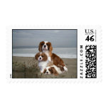 Cavalier King Charles Spaniel Postage Stamp