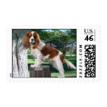 Cavalier King Charles Spaniel Postage Stamps