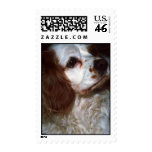 Cavalier King Charles Spaniel Postage Stamps