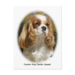 Cavalier King Charles Spaniel Postcard