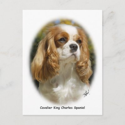 Cavalier King Charles Spaniel Postcard