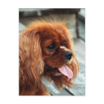 Cavalier King Charles Spaniel postcards