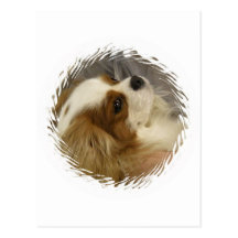 Cavalier King Charles Spaniel Postcard