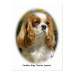 Cavalier King Charles Spaniel Postcard