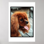 Cavalier  king  charles  spaniel  posters