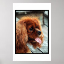 Cavalier  king  charles  spaniel  posters