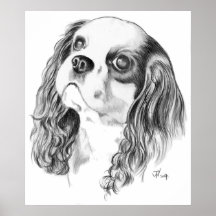 Cavalier King Charles Spaniel Poster