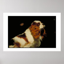 Cavalier King Charles Spaniel Poster