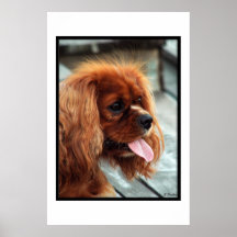 Cavalier  king  charles  spaniel  posters