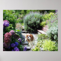 Cavalier King Charles Spaniel Print