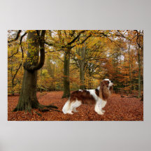 Cavalier King Charles Spaniel Print
