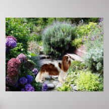 Cavalier King Charles Spaniel Print