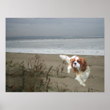 Cavalier King Charles Spaniel Print