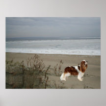 Cavalier King Charles Spaniel Print