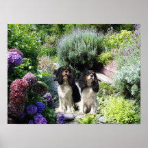 Cavalier King Charles Spaniel Print