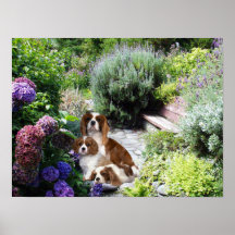 Cavalier King Charles Spaniel Print