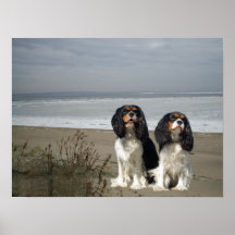 Cavalier King Charles Spaniel Print