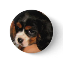 Cavalier King Charles Spaniel Puppy buttons