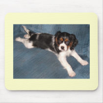 Cavalier King Charles Spaniel Puppy mousepads