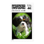 Cavalier King Charles Spaniel Puppy Stamp