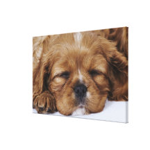 Cavalier King Charles Spaniel puppy sleeping Stretched Canvas Print