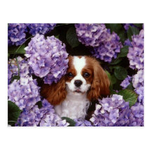 Cavalier King Charles Spaniel Red and White Postcard