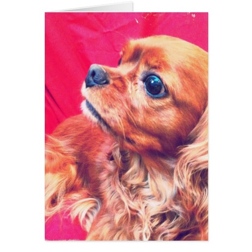 Cavalier King Charles Spaniel Ruby  Greeting Card