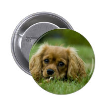 Cavalier King Charles Spaniel Ruby Pinback Buttons
