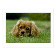 Cavalier King Charles Spaniel Ruby Post Card