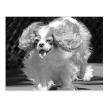 Cavalier King Charles Spaniel Running Postcard