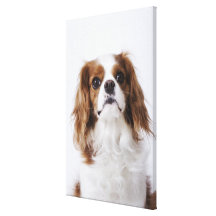 Cavalier King Charles Spaniel sitting in studio Gallery Wrapped Canvas