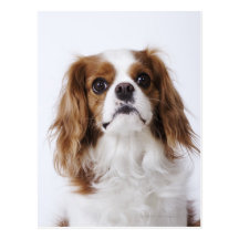Cavalier King Charles Spaniel sitting in studio Post Cards