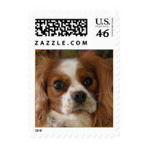 Cavalier King Charles Spaniel Stamp