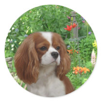 Cavalier King Charles Spaniel Sticker by normagolden Cavalier King Charles Spaniel Sticker