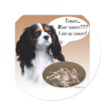 Cavalier King Charles Spaniel Turkey