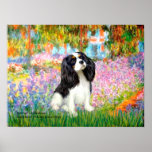 Cavalier King Charles (tri color) - Garden Posters