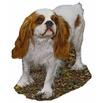 Cavalier King Charles t-shirts