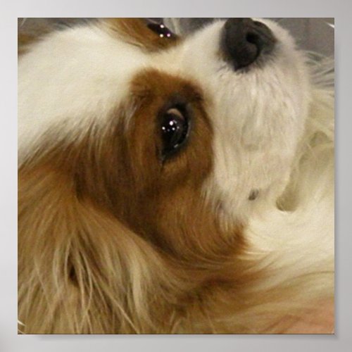 Cavalier King Charlies Spaniel Print print