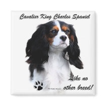 Cavalier Like No Other Breed Magnets