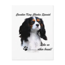 Cavalier Like No Other Breed Post Card