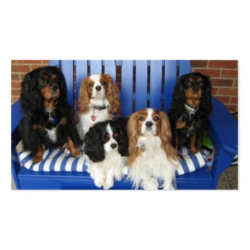 Cavalier Rescue dogs on bench Business Card (back side)