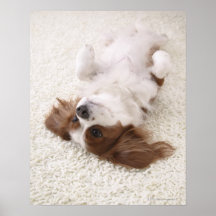 Cavalier showing belly poster