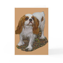 Cavalier Spaniel Greeting Card